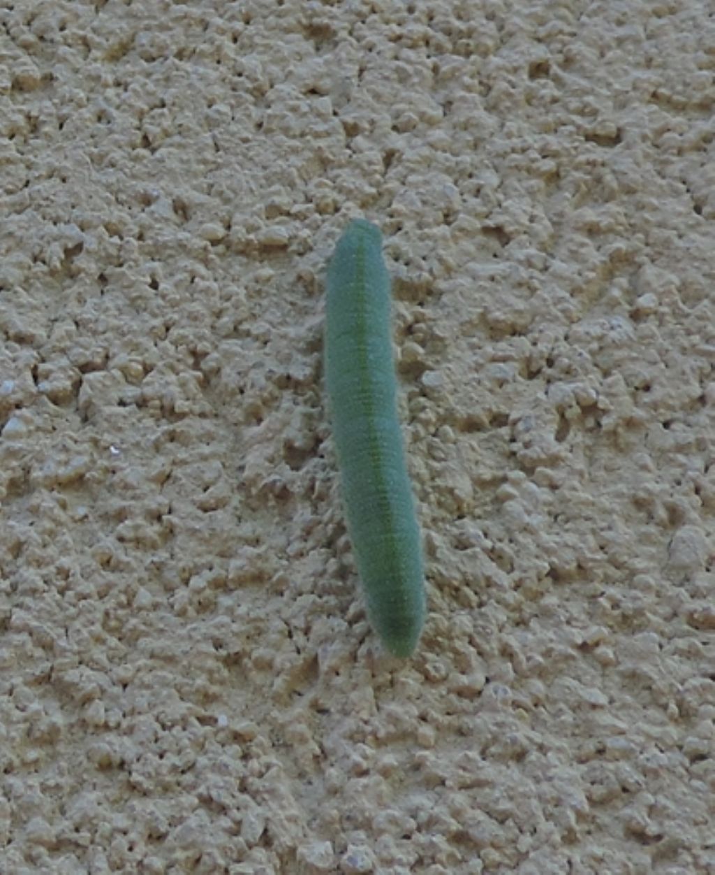 Bruco verde sul muro: Pieris rapae